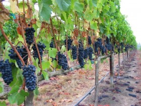 В Краснодарском крае идет уборка винограда
