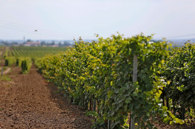 В Краснодарском крае площадь виноградопригодных земель увеличилась до 50 тысяч гектаров