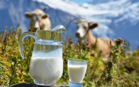 О реализации молочной продукции с личных подсобных хозяйств