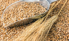 Для зерна планируют прописать особые правила экспорта