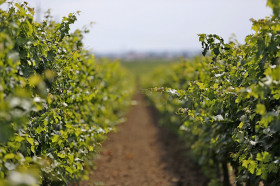 На Кубани запретят перевод сельхозугодий и виноградопригодных земель под жилищное строительство