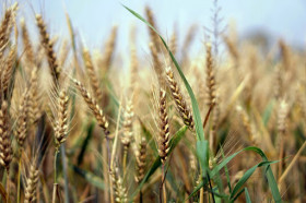 В Краснодарском крае объемы экспорта пшеницы пересмотрят в пользу внутреннего потребителя