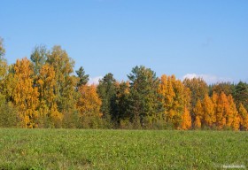 В Краснодарском крае защитные лесополосы охраняются законом