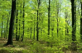Бизнесу упростят заключение договоров купли-продажи лесных насаждений